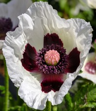 200 Samen Türkischer Mohn (Papaver orientale), Farbmischung, Blüten bis 15 cm ø