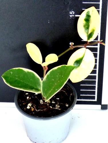 Hoya porzellanblume - ;,