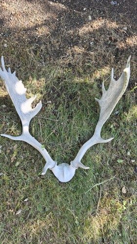 Damhirsch geweihstangen - damhirsch,