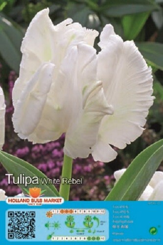 Tulpen - (◕‿◕)\@,