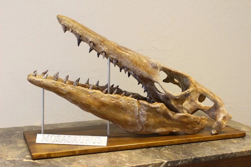 Limitierte auflage mosasaurus - limitierte,
