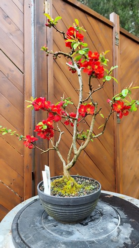 Chaenomeles bonsai - chaenomeles,