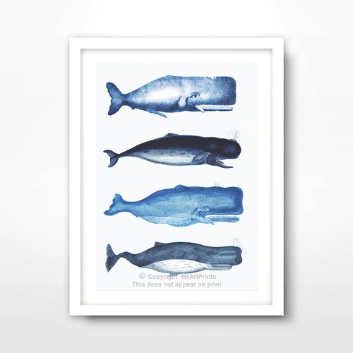 Vintage blauwale karte sealife - blauwale,