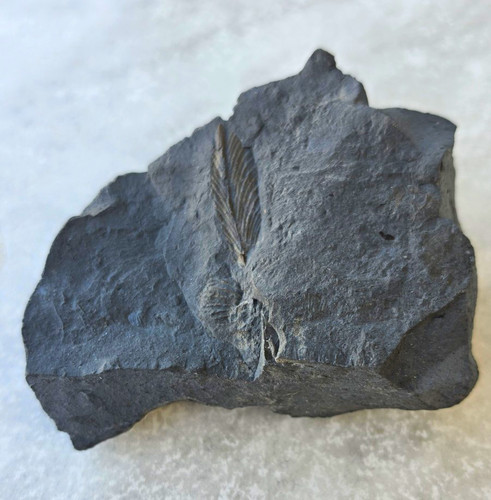 Pflanzenfossil pflanzenteil - pflanzenfossil,