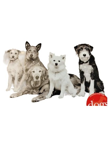 Dogs magazin zeitschrift - magazin,