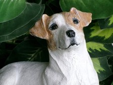 Jack Russell Terrier Concrete
