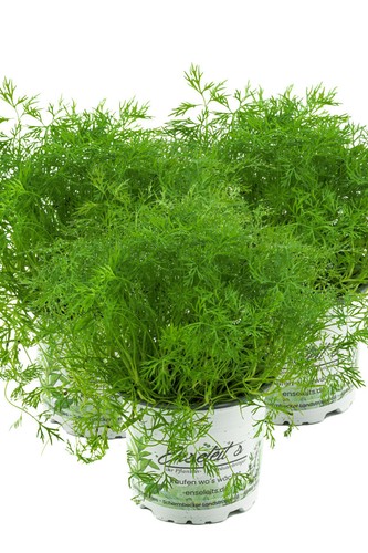 Dill pflanze frische - 3x,