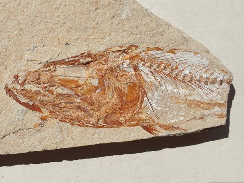 Spaniodon fossiler fisch - spaniodon, sp.-
