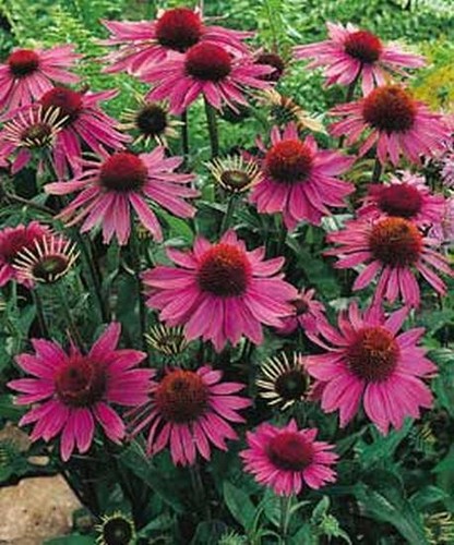 Roter sonnenhut echinacea - roter,