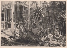 AK Lissner #551 gel. 1967 Berlin-Dahlem Kakteenhaus Botanischer Garten (BV458)