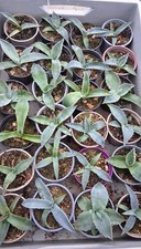 10 Stück Agave Havardiana