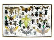 Einzelstück - echte