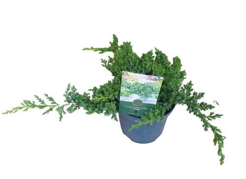 Zwerg wacholder juniperus - zwerg-wacholder,