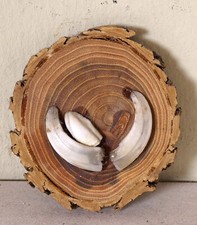 Schöne Wildschweinzähne auf