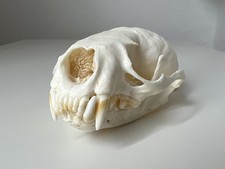 Otterschädel Fischotterschädel Flussotter Tierschädel Lontra Canadensis Cites