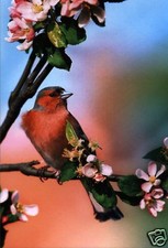 Ansichtskarte: Buchfink auf