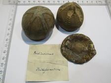 Md339 drei echinocorys - md339,
