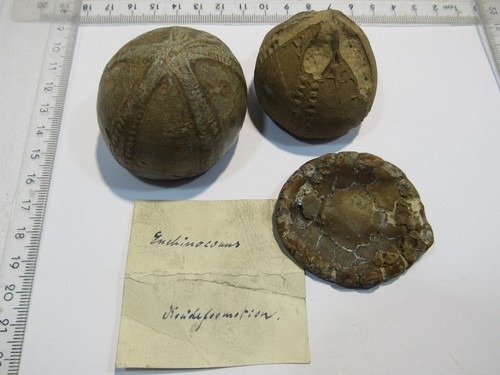 Md339 drei echinocorys - md339,
