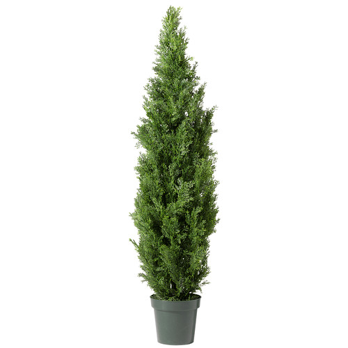 Zypressen baum topf - zypressen-baum, im