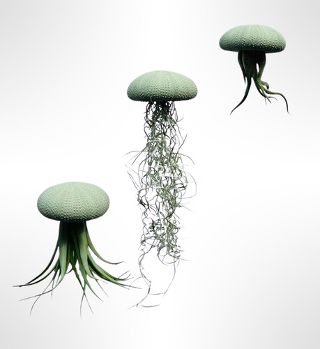 Quallen mit tillandsia - quallen,
