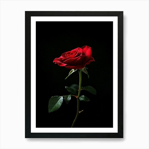 Rose auf schwarzem hintergrund - auf,
