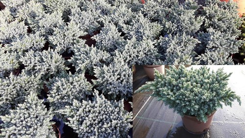 Juniperus squamata blue - juniperus,