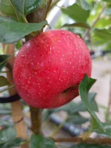Apfelbaum rosette alte - apfelbaum,
