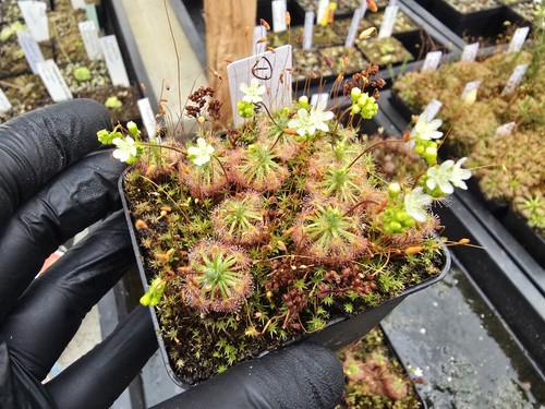 Drosera
