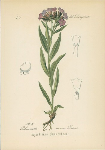 Chromolithographie blaues - chromolithographie, :