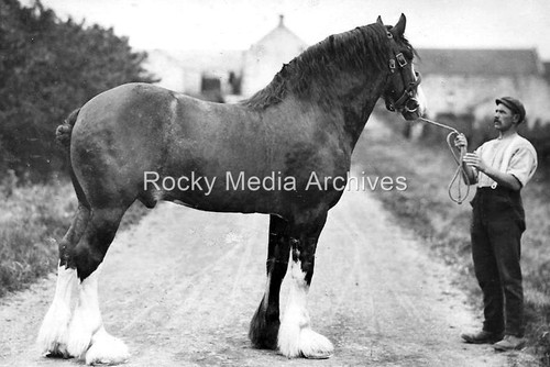 Csa farm horse shire - farm,
