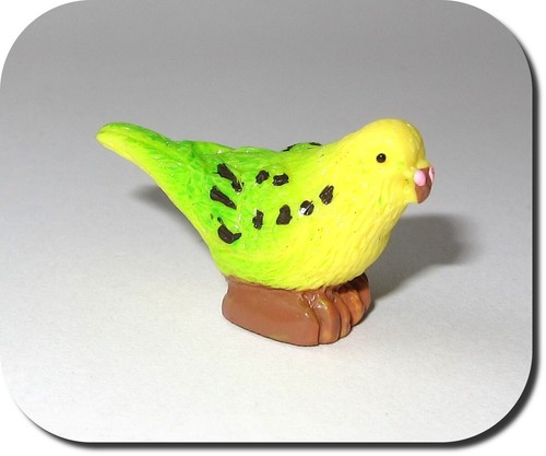 Miniatur wellensittich - miniatur,