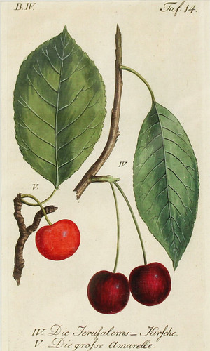 Kupferstich koloriert - kupferstich,