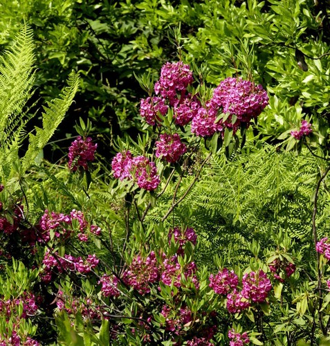 Rotes lorbeerröslein 50cm - rotes, 40-50cm