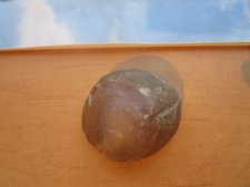 versteinerter Seeigel mit