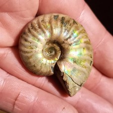 Orig. Perlmuttschale