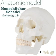 MedMod Schädel Anatomie