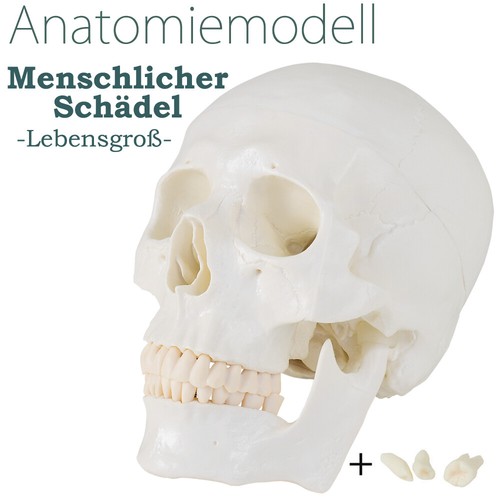 Medmod schädel anatomie - medmod,