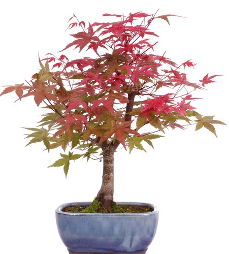 Bonsai acer palmatum - -,