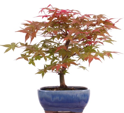 Bonsai acer palmatum - -,