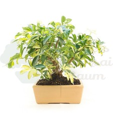 BONSAI Strahlenaralie 'Schefflera' Gelbbunt & pflegeleichter Indoor/Zimmerbonsai