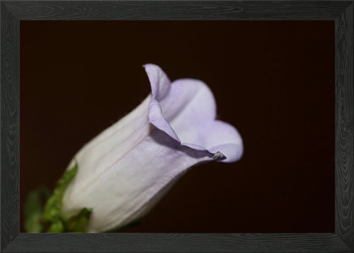 Campanula blume blüte - blume,