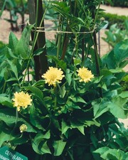 Cephalaria gigantea
