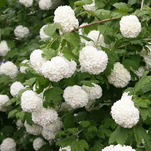 Viburnum opulus - , cm