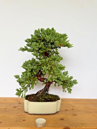 Bonsai wacholder juniperus - bonsai,