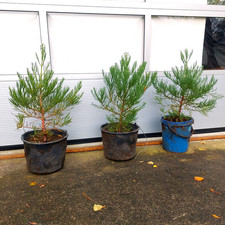 3 Original Mammutbaum 70cm + Wurzel nicht Fichte Tanne Kiefer Lärche Pflanze