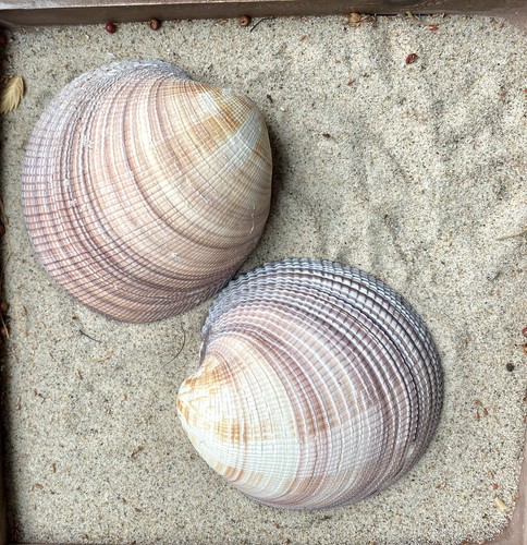 Maxima clam riesen muschel - maxima, clam,