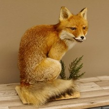Fuchs Rotfuchs sitzend echten Zähnen Präparat Tierpräparat Tiertrophäe 89.8.172