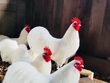 Zwerg New Hampshire in weiß