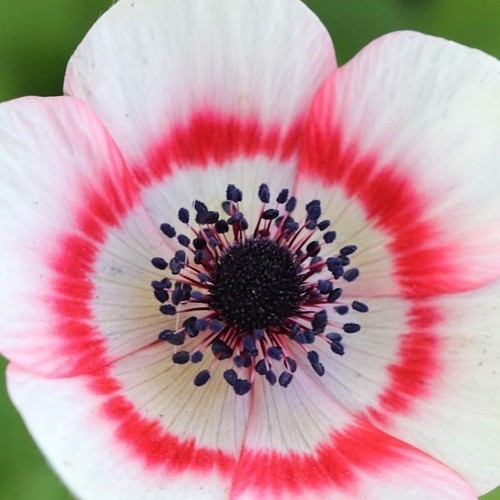 Kronen anemonen coronaria - kronen-anemonen,