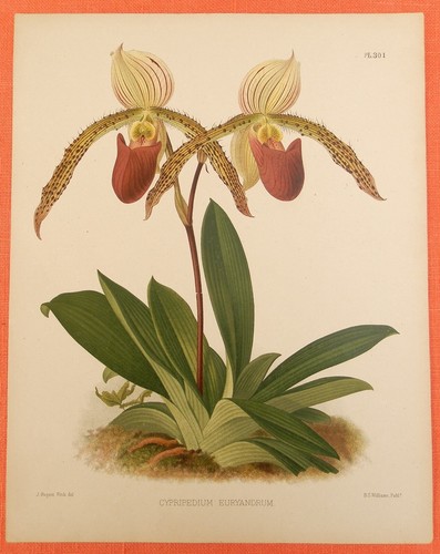 Cypripedium euryandrum - cypripedium,